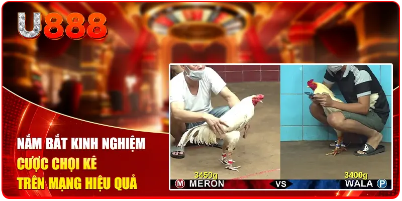 Nắm bắt kinh nghiệm cược chọi kê trên mạng hiệu quả