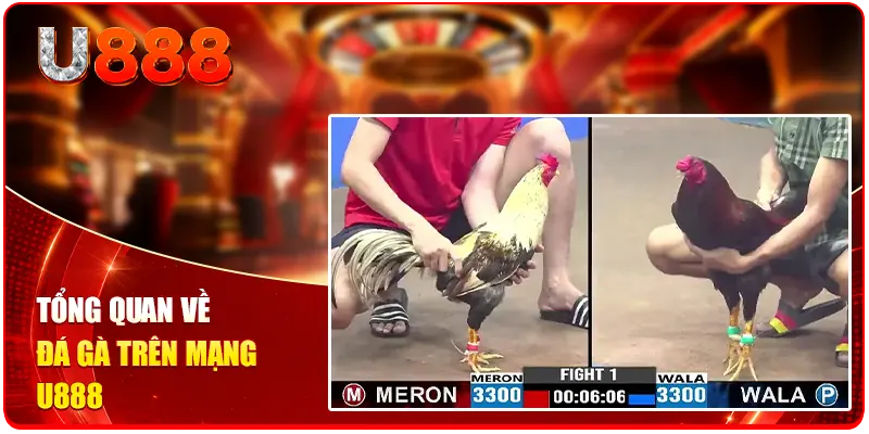 Tổng quan về đá gà trên mạng U888
