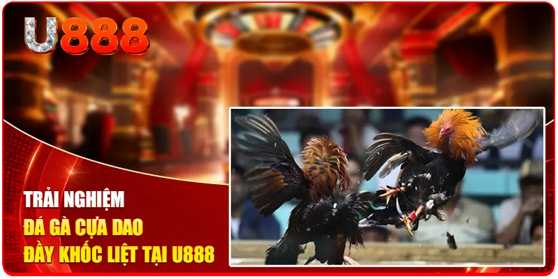 Trải nghiệm đá gà cựa dao đầy khốc liệt tại U888
